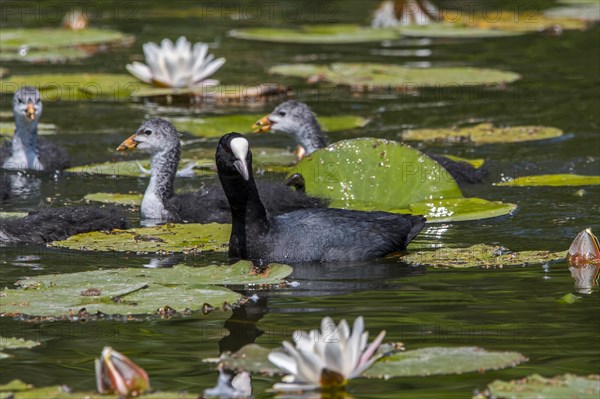 Eurasian coot