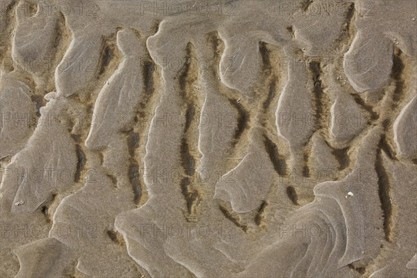 Abstract pattern of sand ripples on mudflat at low tide