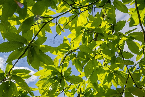 Sweet chestnut