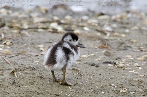 Common shelduck