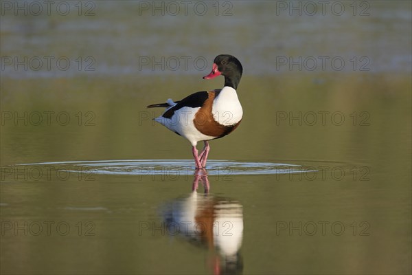 Reflection of male common shelduck