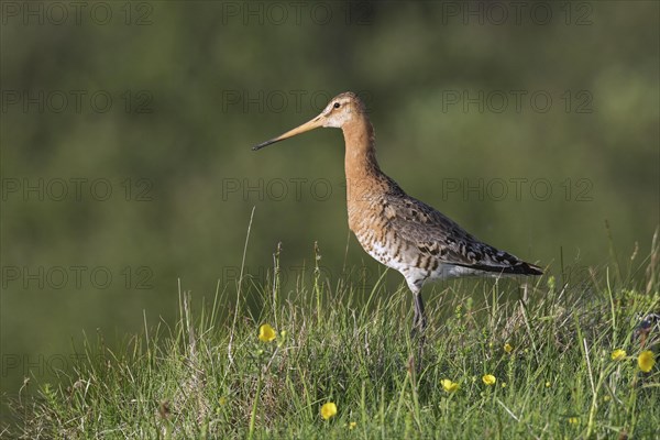 Black-tailed godwit