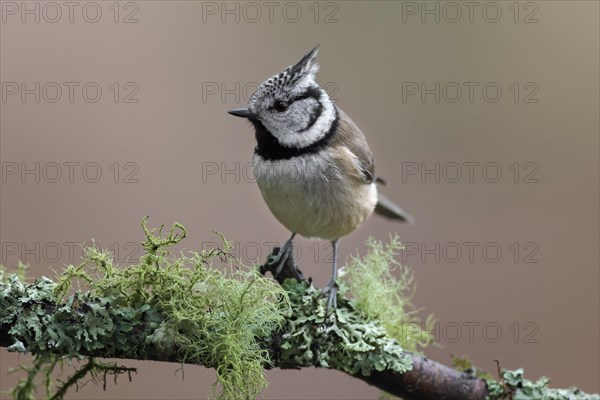 European crested tit