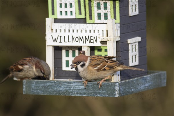 Two Eurasian tree sparrows