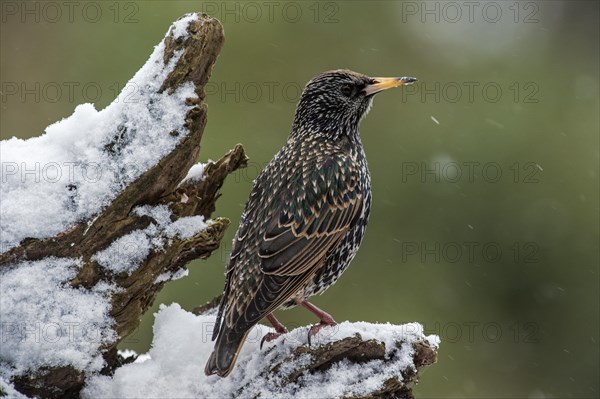 Common Starling