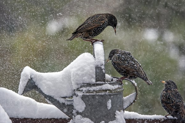 Common Starlings