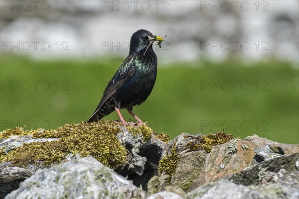 Common starling