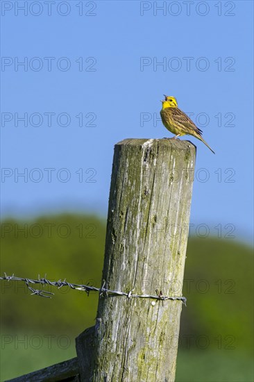 Male yellowhammer