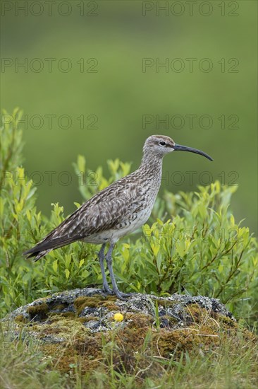 Eurasian whimbrel