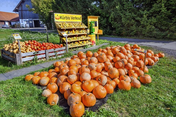 Outdoor pumpkin sale