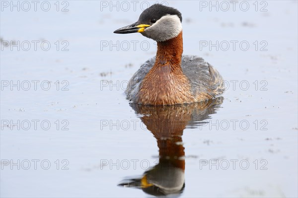 Red-necked grebe