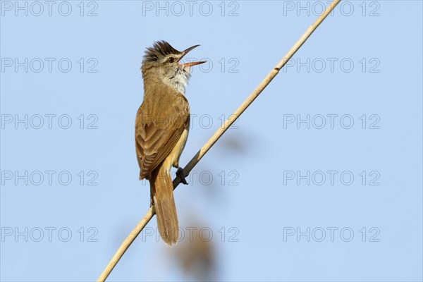 Great reed warbler