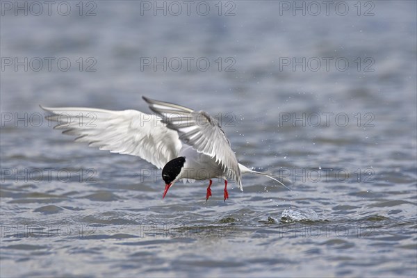 Arctic tern