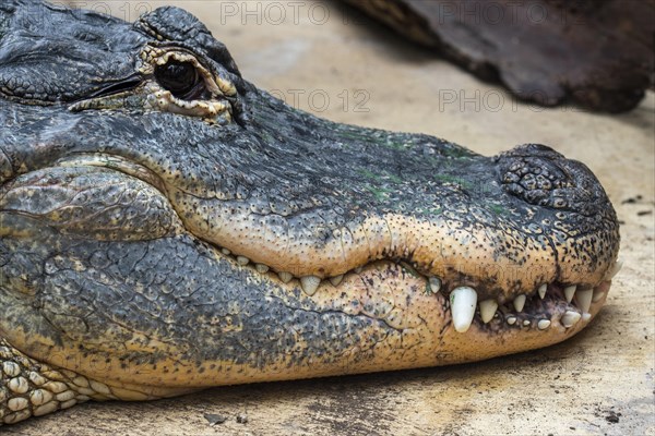 American alligator