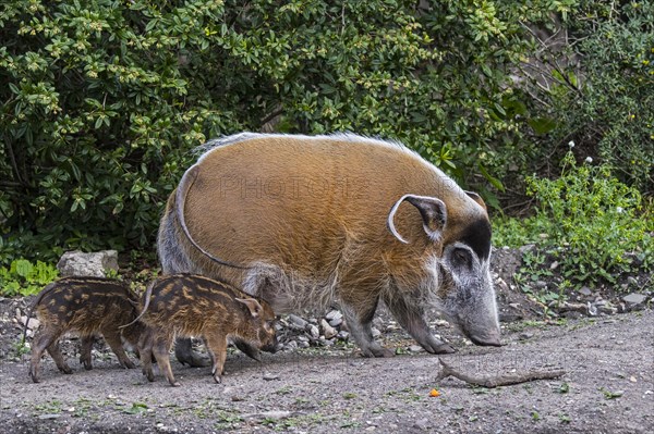 Red river hog