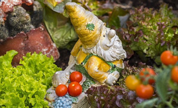 Garden gnome ornament figurine with wheelbarrow among different species of lettuce and vegetables in square foot garden in spring