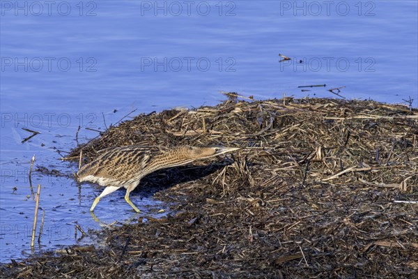 Eurasian bittern