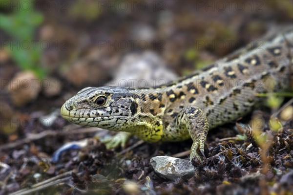 Sand lizard