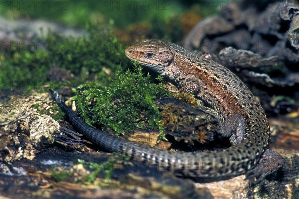 Viviparous lizard