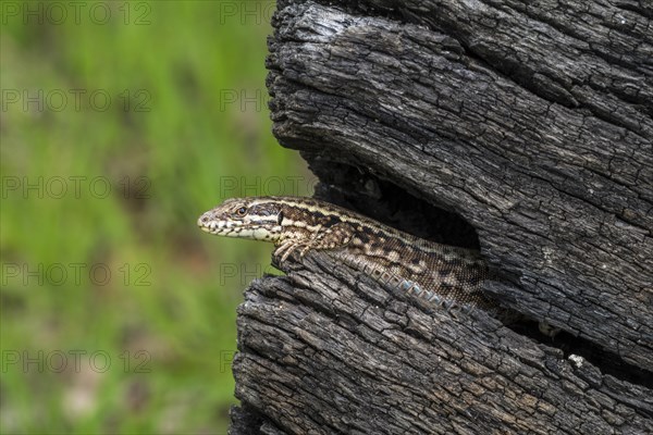 Common wall lizard