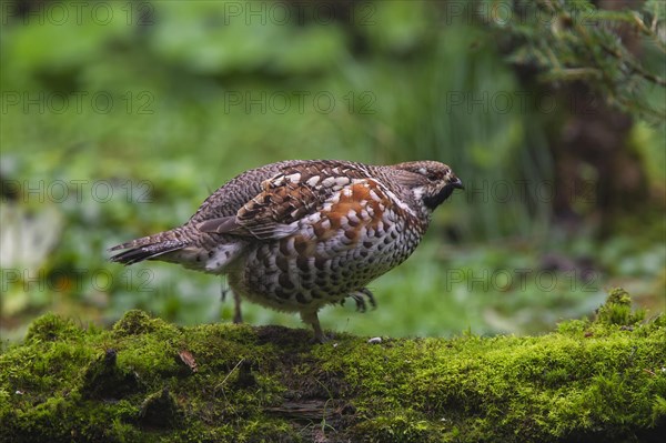 Hazel grouse