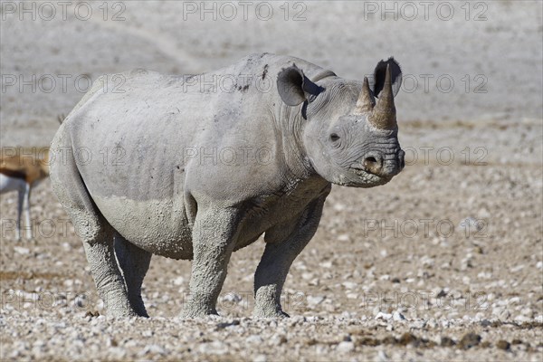 Black rhinoceros