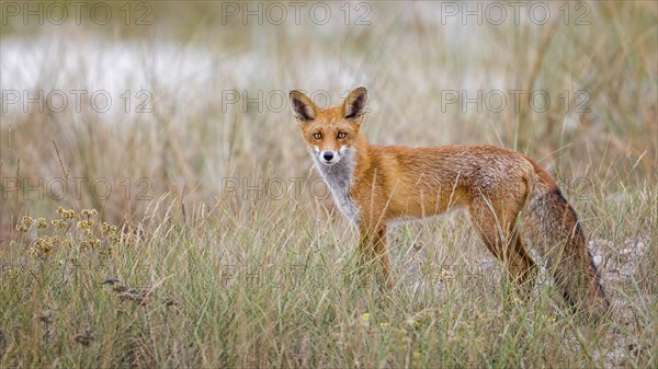 Red fox