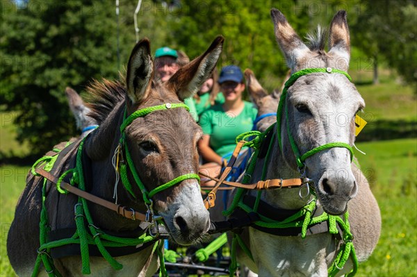 Donkey carriage