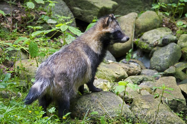 Raccoon dog