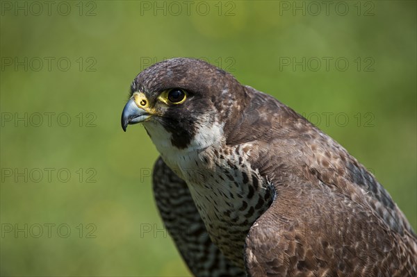 Close up of Peregrine falcon
