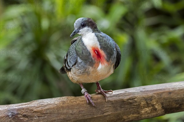 Luzon bleeding-heart