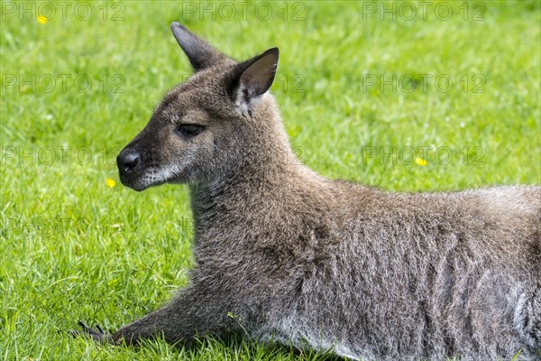 Red-necked wallaby