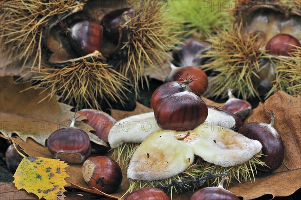 Spiny cupules and chestnuts of the sweet chestnut