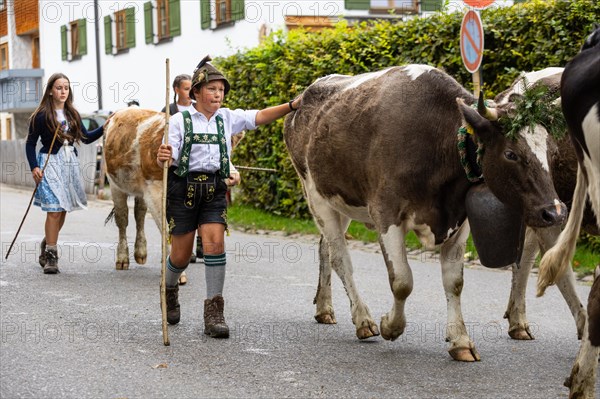 Alpine pasture boy leading Alpine cattle