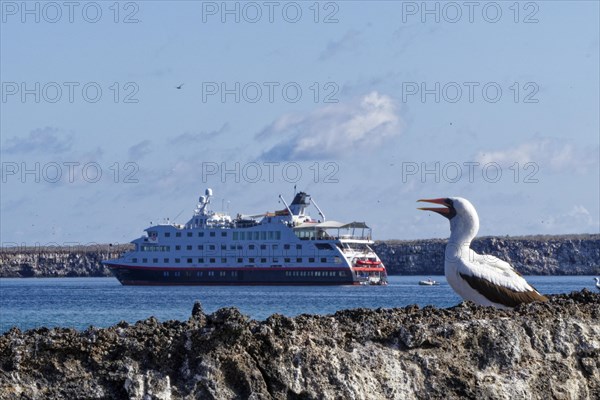 Nazca Booby