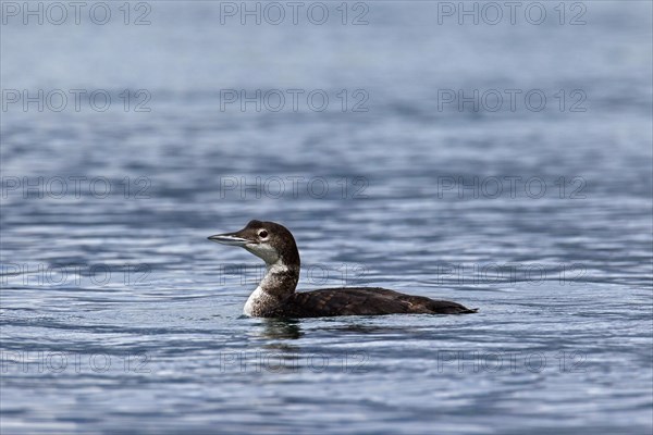 Great Northern Diver