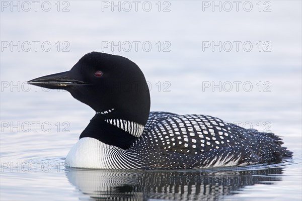 Common loon