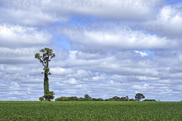 Soybean field with big solitary tree