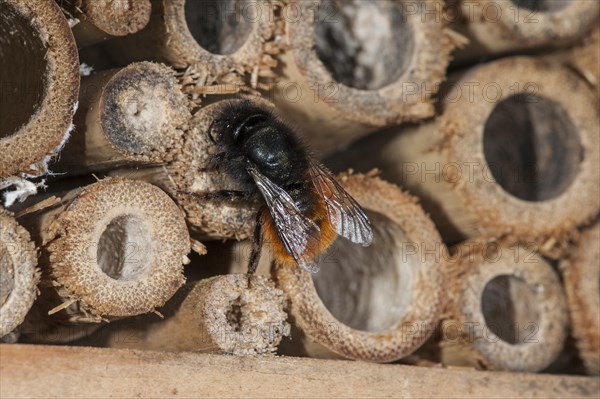 Mason bee