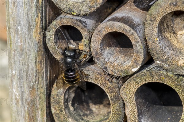 Blue mason bee