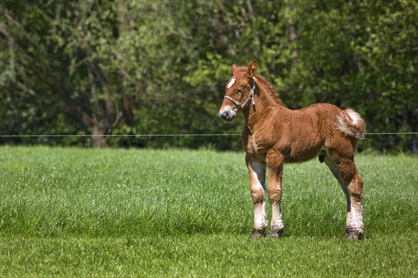 Belgian draft horse