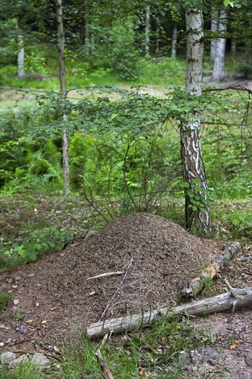 Anthill of southern wood ants