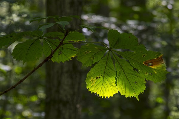 Sun shining through leaf of European horsechestnut