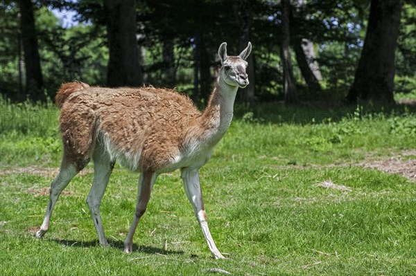 Guanaco