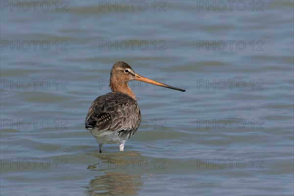 Black-tailed godwit