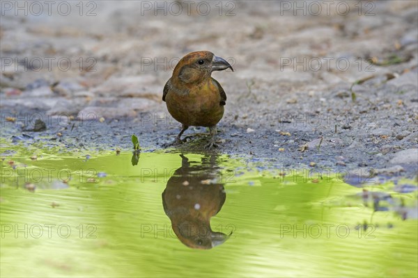 Red crossbill