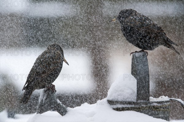 Common Starlings