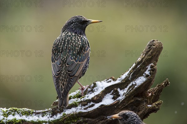 Common Starling