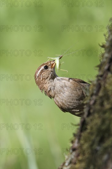 Eurasian wren