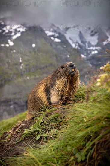 Marmot